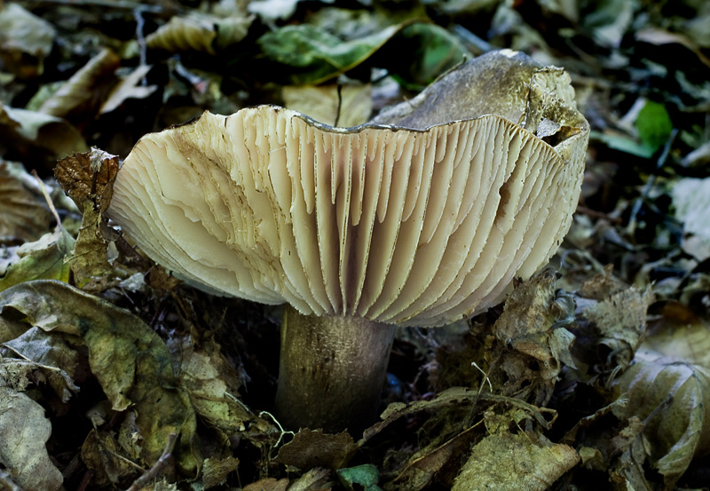 Russula nigricans